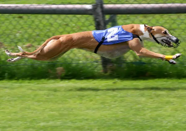 un galgo corre